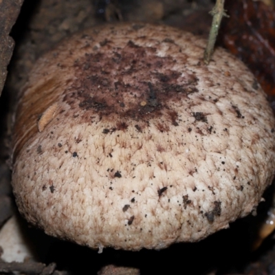Unidentified Cap on a stem; gills below cap [mushrooms or mushroom-like] at Paddys River, ACT - 1 Jun 2024 by TimL