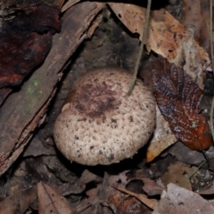 Agaricus sp. at Tidbinbilla Nature Reserve - 1 Jun 2024