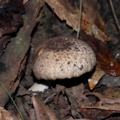 Agaricus sp. at Tidbinbilla Nature Reserve - 1 Jun 2024