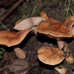 Unidentified Cap on a stem; gills below cap [mushrooms or mushroom-like] at Paddys River, ACT - 1 Jun 2024 by TimL