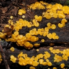 Bisporella citrina (Yellow Fairy Cups or Lemon Discos) at Tidbinbilla Nature Reserve - 1 Jun 2024 by TimL