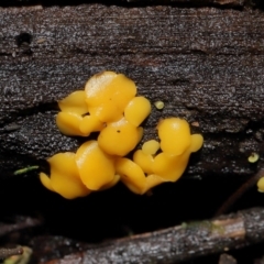 Bisporella citrina at Tidbinbilla Nature Reserve - 1 Jun 2024