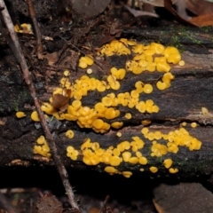 Bisporella citrina at Tidbinbilla Nature Reserve - 1 Jun 2024