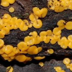 Bisporella citrina at Tidbinbilla Nature Reserve - 1 Jun 2024