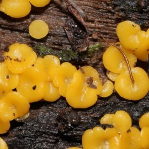 Bisporella citrina at Tidbinbilla Nature Reserve - 1 Jun 2024