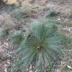 Nassella trichotoma (Serrated Tussock) at Mount Majura - 2 Jun 2024 by waltraud