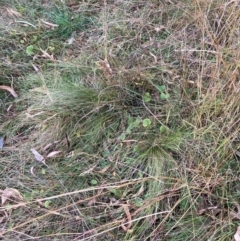 Nassella trichotoma at Watson, ACT - 2 Jun 2024