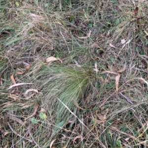 Nassella trichotoma at Watson, ACT - 2 Jun 2024