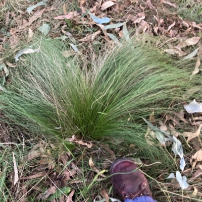 Nassella trichotoma (Serrated Tussock) at Mount Majura - 2 Jun 2024 by waltraud