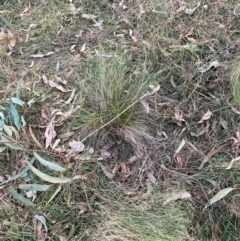 Nassella trichotoma at Watson, ACT - 2 Jun 2024