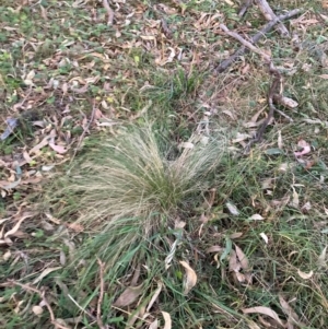 Nassella trichotoma at Watson, ACT - 2 Jun 2024