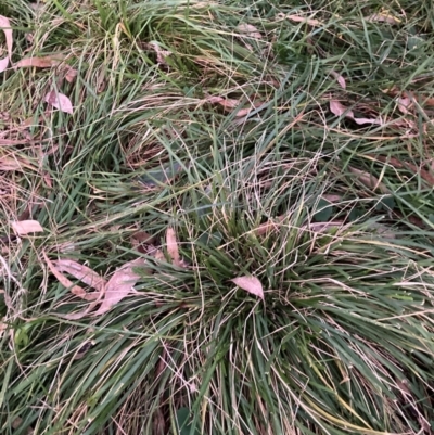 Nassella neesiana (Chilean Needlegrass) at Mount Majura - 2 Jun 2024 by waltraud