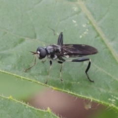 Exaireta spinigera (Garden Soldier Fly) at Pollinator-friendly garden Conder - 23 Dec 2023 by michaelb