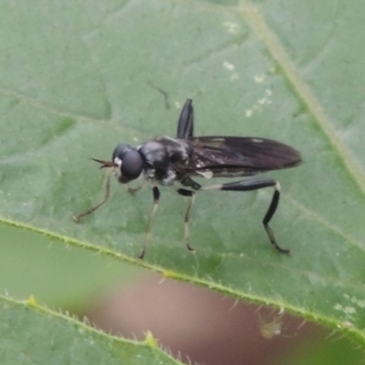 Exaireta spinigera (Garden Soldier Fly) at Pollinator-friendly garden Conder - 23 Dec 2023 by michaelb
