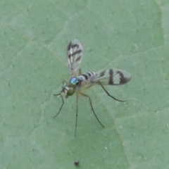 Heteropsilopus ingenuus (A long-legged fly) at Pollinator-friendly garden Conder - 23 Dec 2023 by MichaelBedingfield