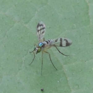 Heteropsilopus ingenuus (A long-legged fly) at Pollinator-friendly garden Conder by michaelb