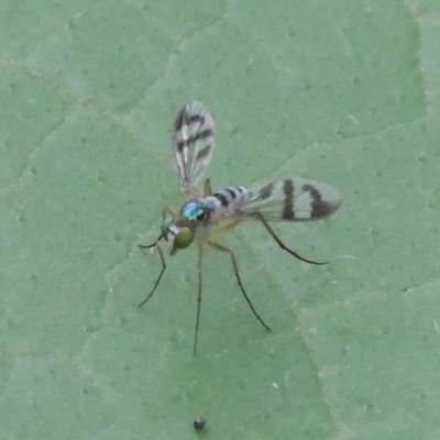 Heteropsilopus ingenuus (A long-legged fly) at Pollinator-friendly garden Conder - 23 Dec 2023 by michaelb
