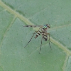 Heteropsilopus ingenuus at Pollinator-friendly garden Conder - 23 Dec 2023