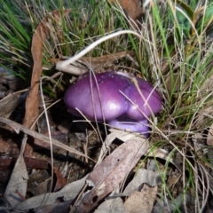 Cortinarius archeri s.l. (Emperor Cortinar) at Mongarlowe River - 6 Jun 2009 by arjay