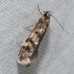 Barea zygophora (Concealer Moth) at WendyM's farm at Freshwater Ck. - 25 Feb 2024 by WendyEM