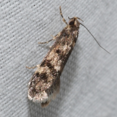 Barea zygophora (Concealer Moth) at Freshwater Creek, VIC - 25 Feb 2024 by WendyEM