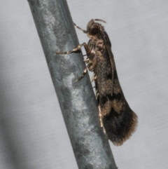 Barea zygophora (Concealer Moth) at WendyM's farm at Freshwater Ck. - 25 Feb 2024 by WendyEM