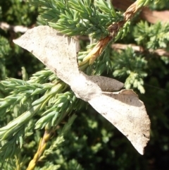 Circopetes obtusata (Grey Twisted Moth) at Mount Duneed, VIC - 11 Feb 2024 by WendyEM