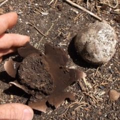 Unidentified Fruitbody thick walled, splitting from the top at suppressed - 11 Feb 2024 by WendyEM