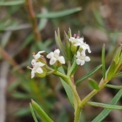 Platysace ericoides at Goulburn, NSW - 3 Jun 2024 by trevorpreston