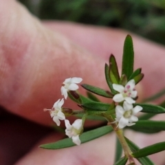 Platysace ericoides at Mount Gray Recreation Reserve, Goulburn - 3 Jun 2024 02:09 PM