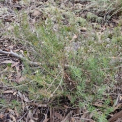 Platysace ericoides at Mount Gray Recreation Reserve, Goulburn - 3 Jun 2024