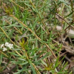 Platysace ericoides at Mount Gray Recreation Reserve, Goulburn - 3 Jun 2024