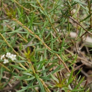 Platysace ericoides at Mount Gray Recreation Reserve, Goulburn - 3 Jun 2024