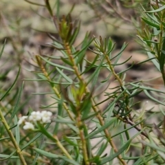 Platysace ericoides at Mount Gray Recreation Reserve, Goulburn - 3 Jun 2024