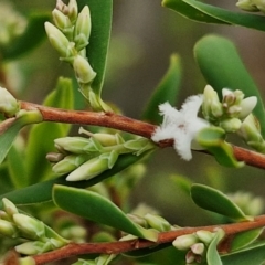 Styphelia mutica (Blunt Beard-heath) at Gorman Road Bush Reserve, Goulburn - 3 Jun 2024 by trevorpreston