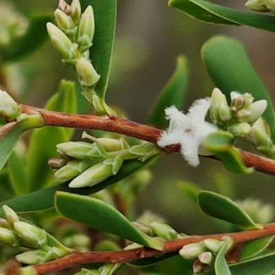 Leucopogon muticus (Blunt Beard-heath) at Gorman Road Bush Reserve, Goulburn - 3 Jun 2024 by trevorpreston