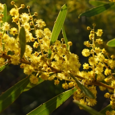 Acacia amoena at Bungonia, NSW - 30 Jul 2023 by RobG1