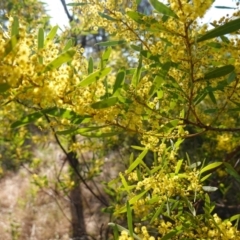 Acacia amoena at Bungonia National Park - 30 Jul 2023 02:22 PM
