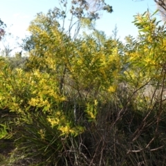 Acacia amoena at Bungonia National Park - 30 Jul 2023