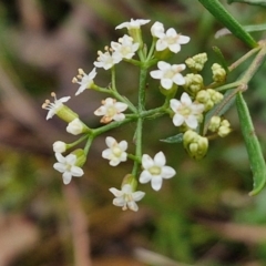 Platysace ericoides at Gorman Road Bush Reserve, Goulburn - 3 Jun 2024 by trevorpreston