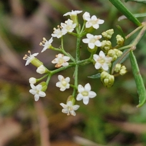 Platysace ericoides at Gorman Road Bush Reserve, Goulburn - 3 Jun 2024