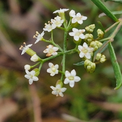 Platysace ericoides at Goulburn Mulwaree Council - 3 Jun 2024 by trevorpreston