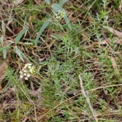 Platysace ericoides at Gorman Road Bush Reserve, Goulburn - 3 Jun 2024 02:04 PM