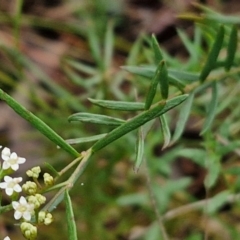 Platysace ericoides at Gorman Road Bush Reserve, Goulburn - 3 Jun 2024