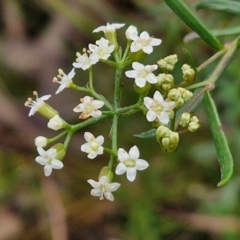 Platysace ericoides at Gorman Road Bush Reserve, Goulburn - 3 Jun 2024