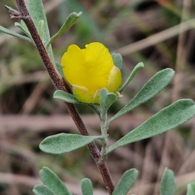 Hibbertia obtusifolia (Grey Guinea-flower) at Governers Hill Recreation Reserve - 3 Jun 2024 by trevorpreston
