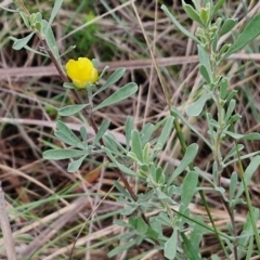 Hibbertia obtusifolia at Mount Gray Recreation Reserve, Goulburn - 3 Jun 2024