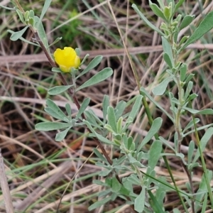 Hibbertia obtusifolia at Mount Gray Recreation Reserve, Goulburn - 3 Jun 2024 01:58 PM