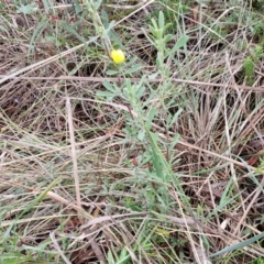 Hibbertia obtusifolia at Mount Gray Recreation Reserve, Goulburn - 3 Jun 2024