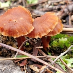 Laccaria sp. (Laccaria) at Governers Hill Recreation Reserve - 3 Jun 2024 by trevorpreston